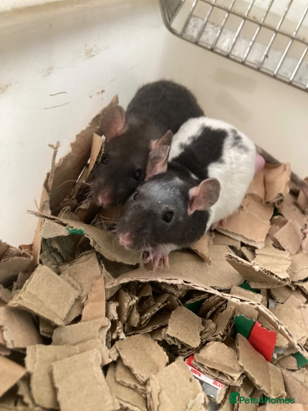 Rat rodents for sale: Rats for sale hull  - Advert 2