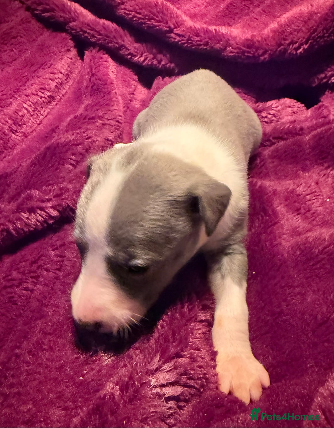 Whippet dogs for sale: 3 Stunning Whippet Boy's available  - Advert 40