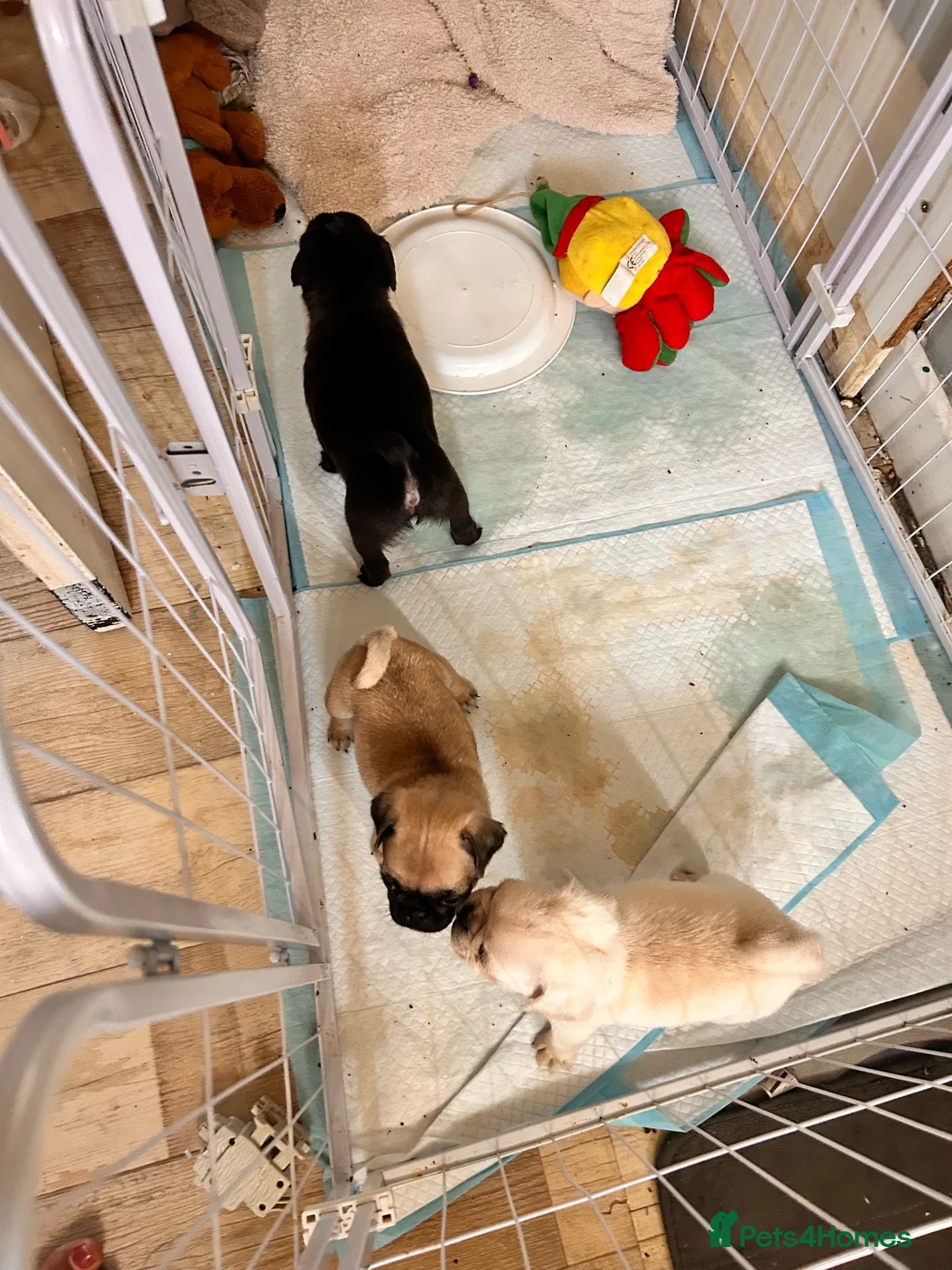 Pug dogs for sale: Pugs  - Advert 11