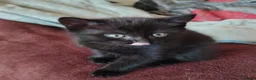 British Shorthair cats for sale: 2 kittens seeking loving forever homes - Advert 2