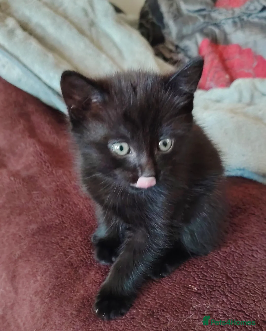 British Shorthair cats for sale: 2 kittens seeking loving forever homes - Advert 2