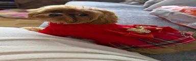 Maltipoo 1