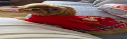 Maltipoo dogs for sale: Tiny Maltipoo female  in Chorley - Advert 8