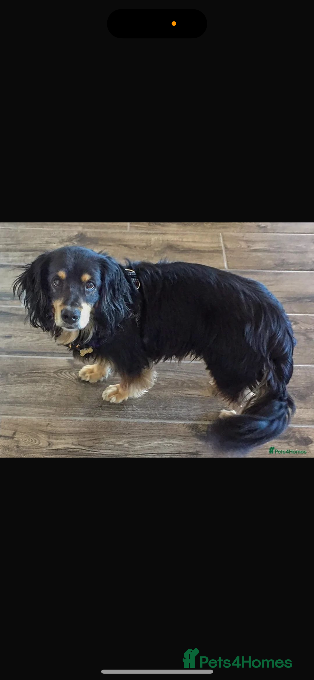 Cocker Spaniel dogs for sale: Beautiful cocker spaniels ❤️❤️ - Image 12