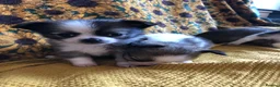 Chihuahua dogs for sale: Longhaired chihuahua puppies - Advert 8