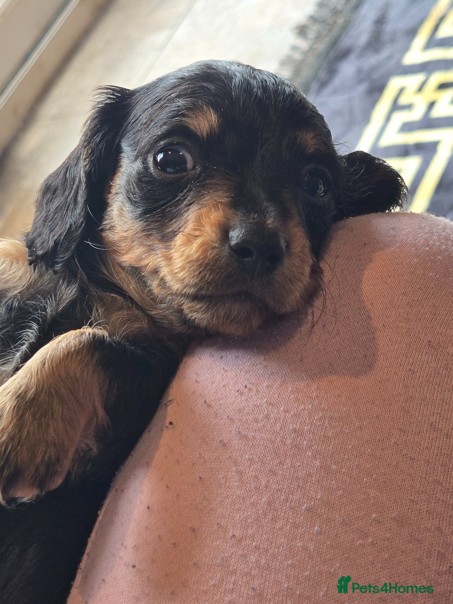 Dachshund dogs for sale: 5 gorgeous dachshund puppies for loving homes in Ludlow - Advert 30