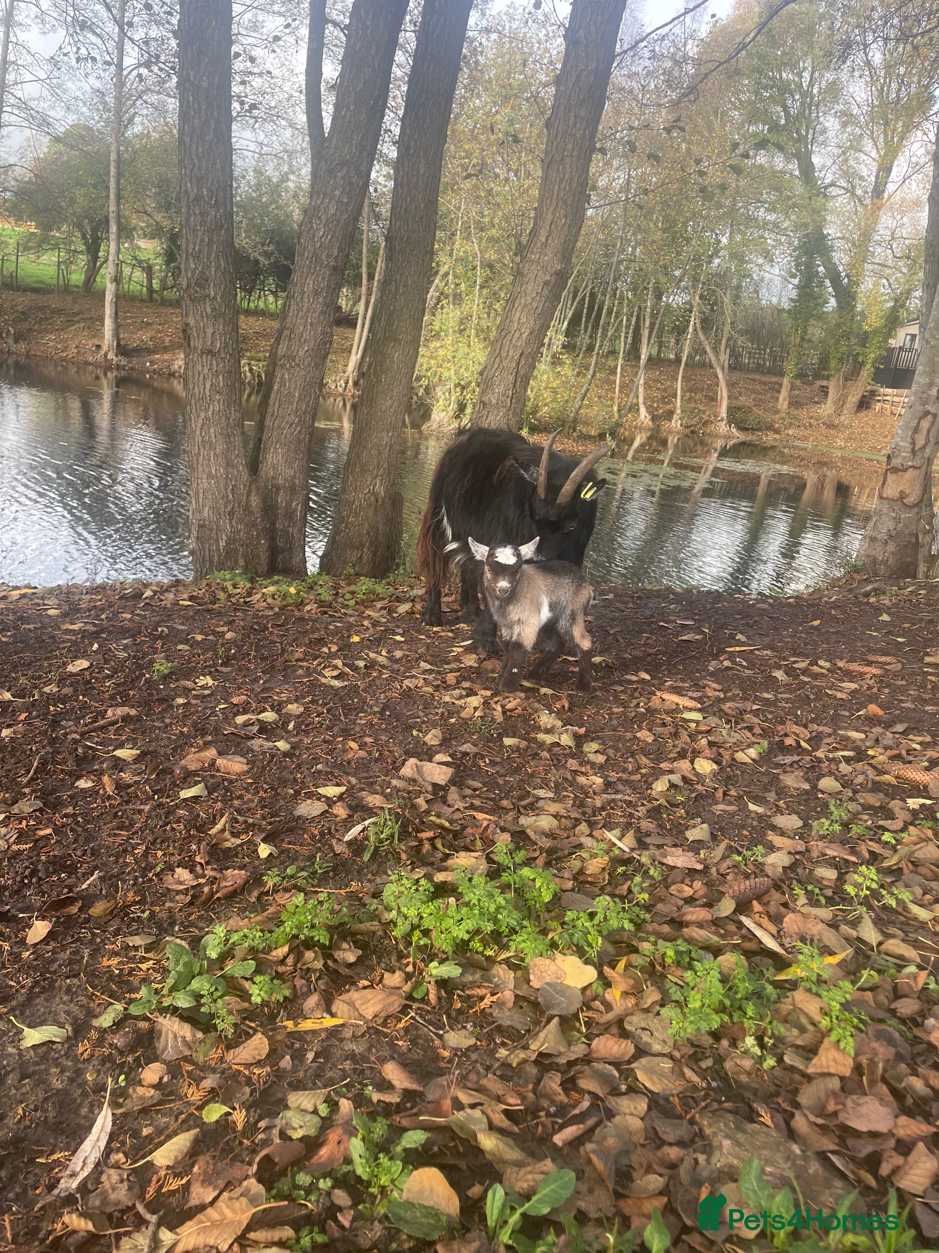Goats livestock Pygmy goats  - Advert 12