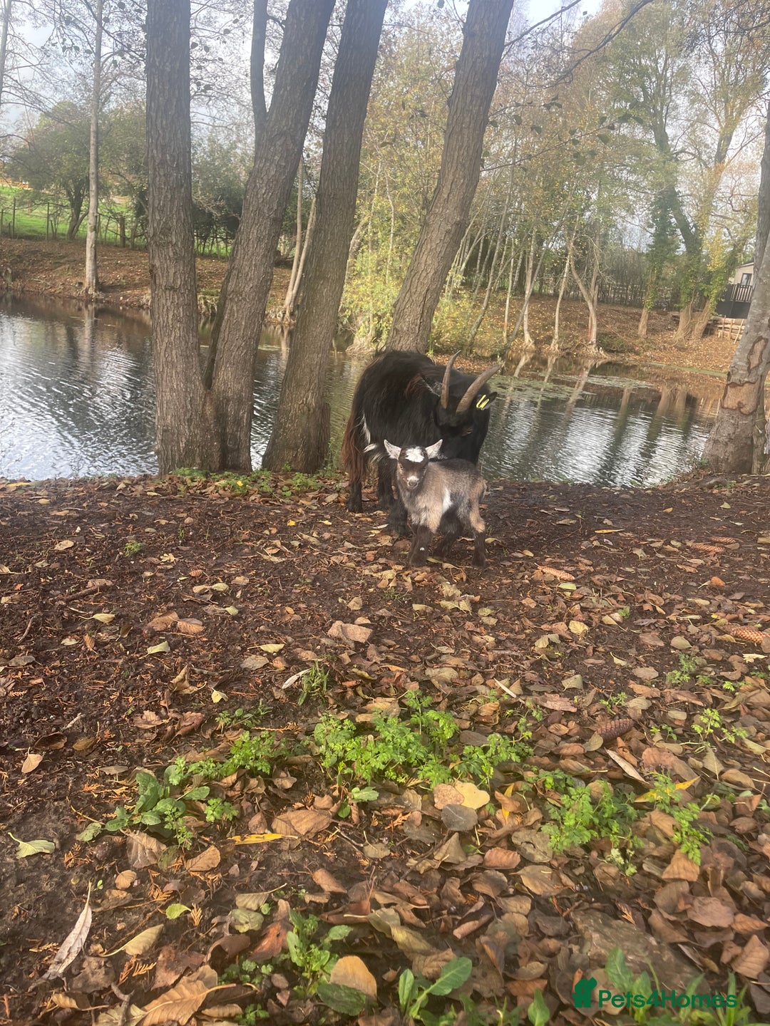Goats livestock for sale: Pygmy goats  - Advert 1