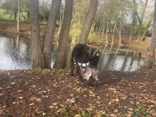 Goats livestock Pygmy goats - Advert 16