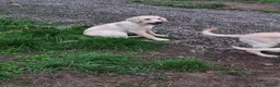 Labrador Retriever dogs for sale: Labrador  - Advert 2