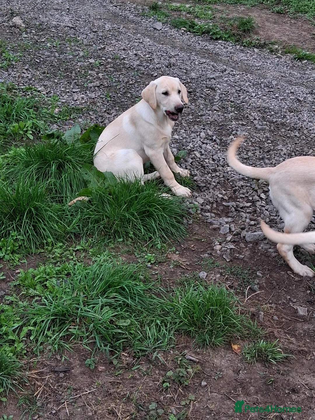 Labrador Retriever dogs for sale: Labrador  - Advert 2