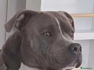 Staffordshire Bull Terrier dogs Proven blue Staffordshire bull terrier male - Advert 2