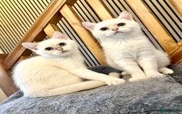 British Shorthair cats for sale: Adorable girls looking for a loving family  - Image 4