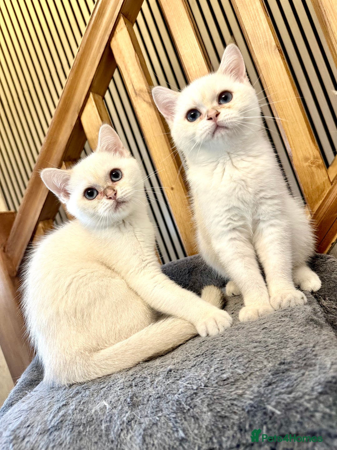 British Shorthair cats for sale: Adorable girls looking for a loving family  - Image 4