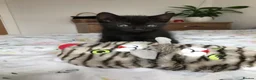 Mixed Breed cats for sale: Cute kittens for sale - Advert 6