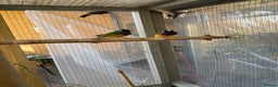 Finches birds for sale: 2 male guardians swap for parrot finches - Advert 2