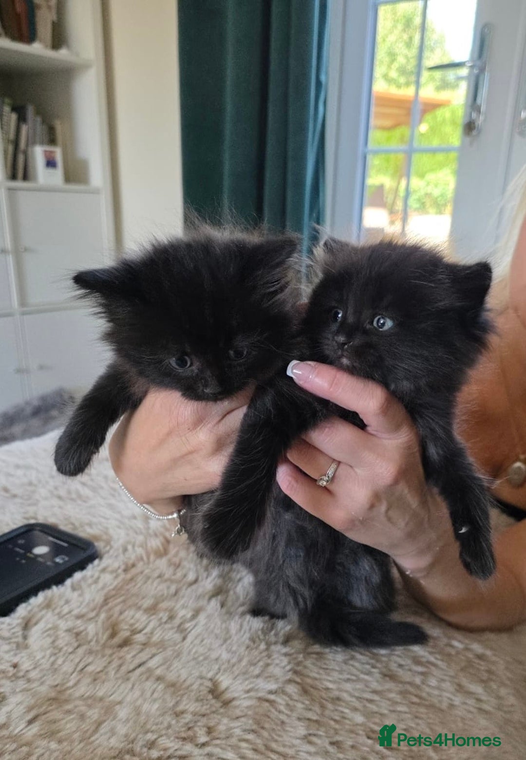 British Shorthair cats for sale: Adorable kittens  - Image 2