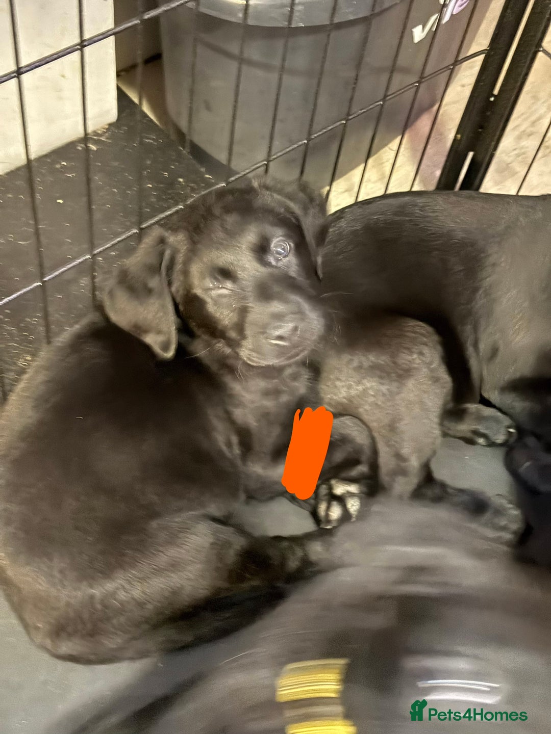 Labrador Retriever dogs for sale: Stunning litter of pure bred black Labrador pups  - Advert 38