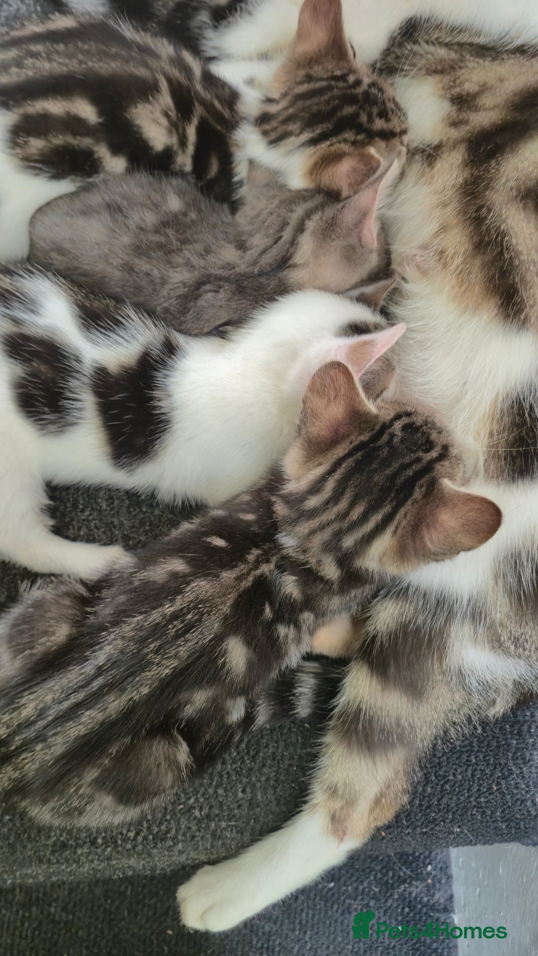 Mixed Breed cats for sale: Adorable 7 Mixed Breed Kittens 🐾 - Image 29