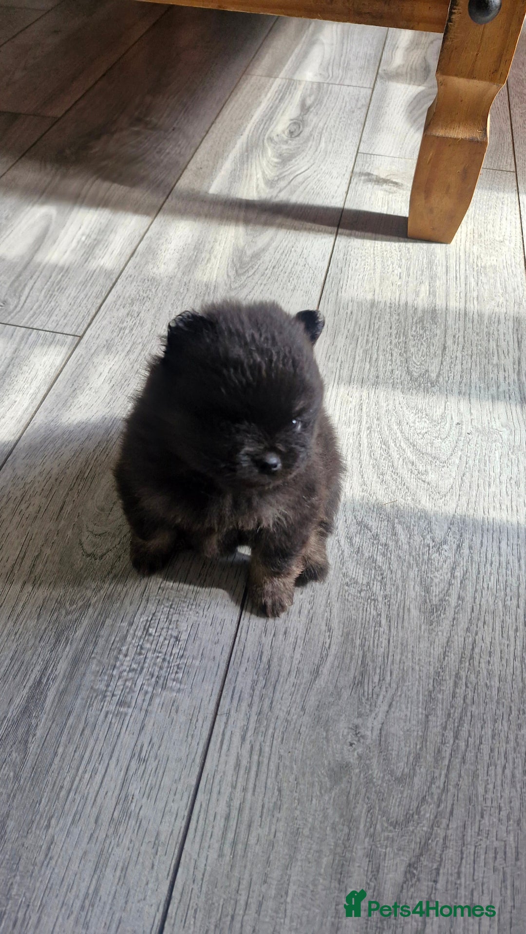 Pomeranian dogs for sale: Beautiful pomeranian puppies for sale 🥰 - Image 10