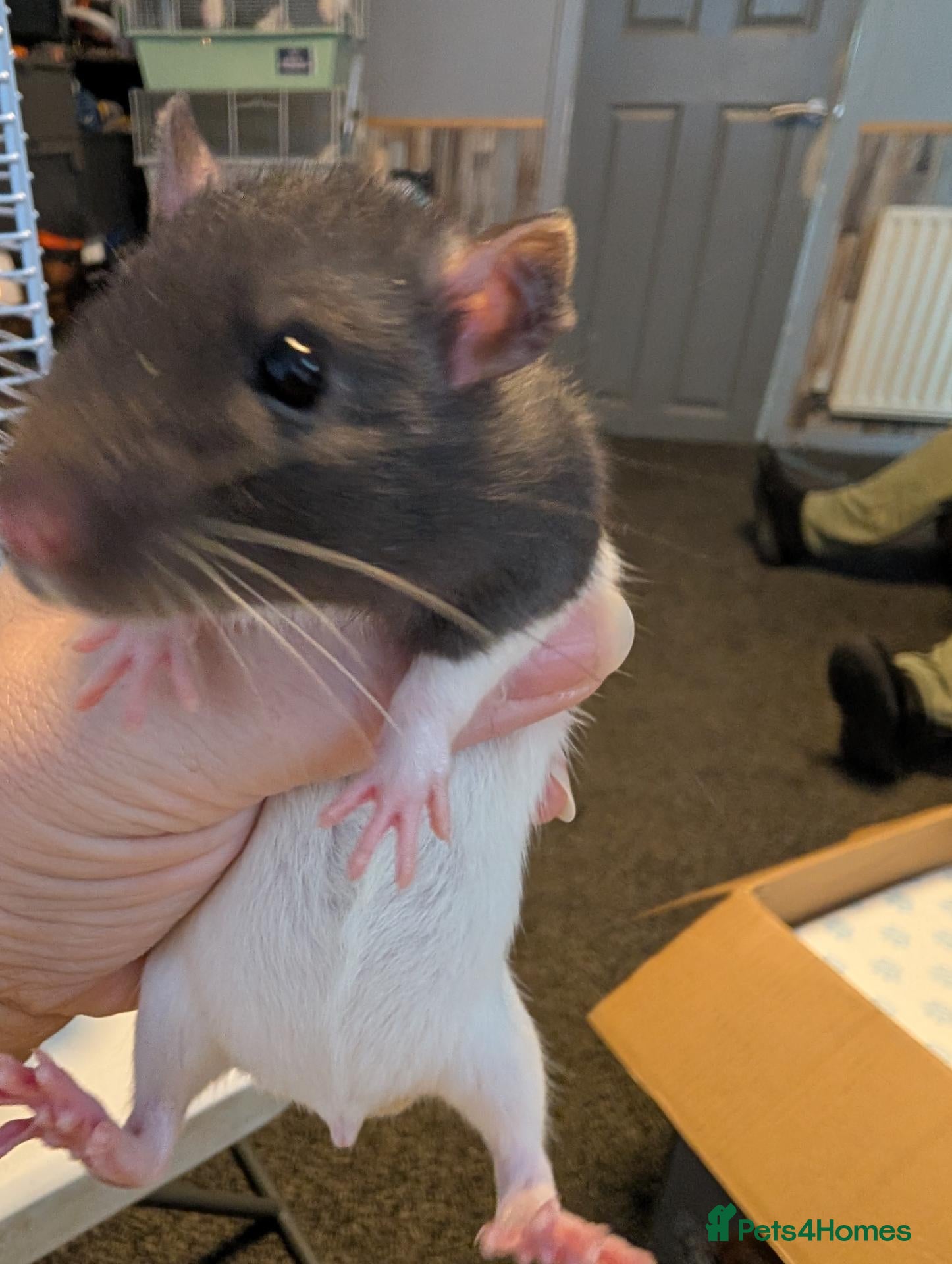 Rat rodents Dumbo/standard mix Baby rats - Advert 15