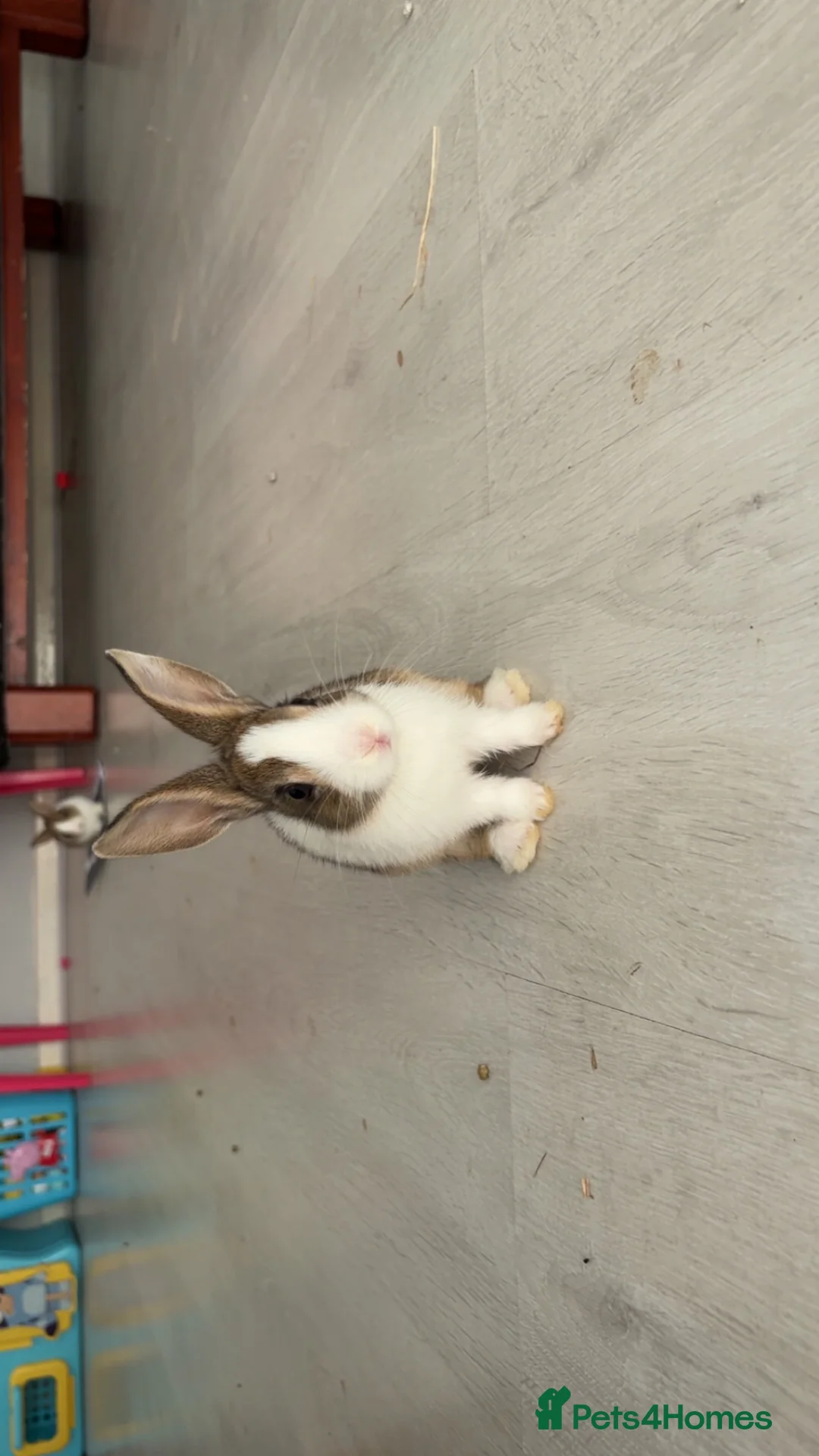 Dutch rabbits for sale: Dutch rabbits - Advert 2