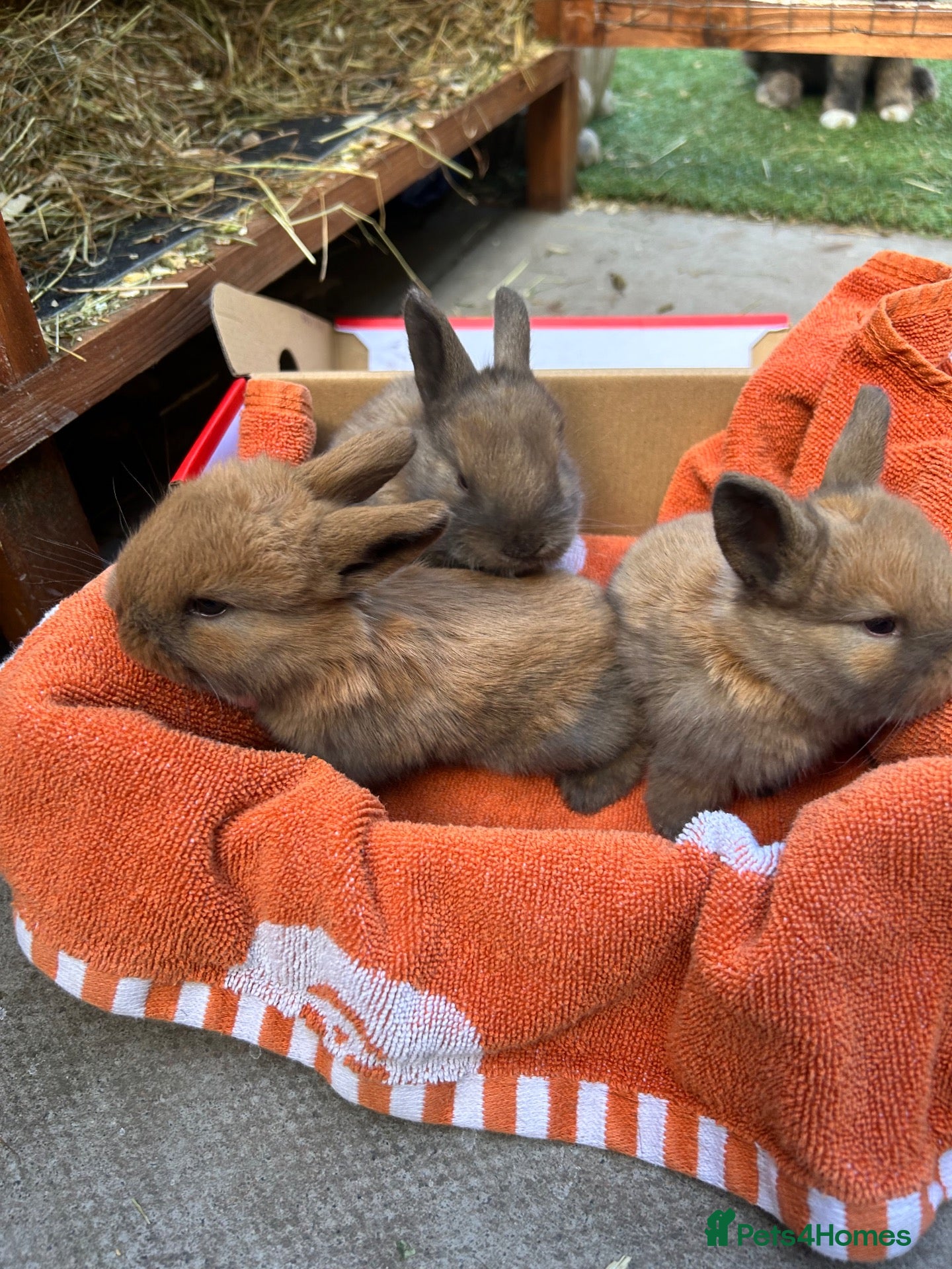 Mini Lop rabbits 6 beautiful mini lops ready 22nd November  - Advert 10