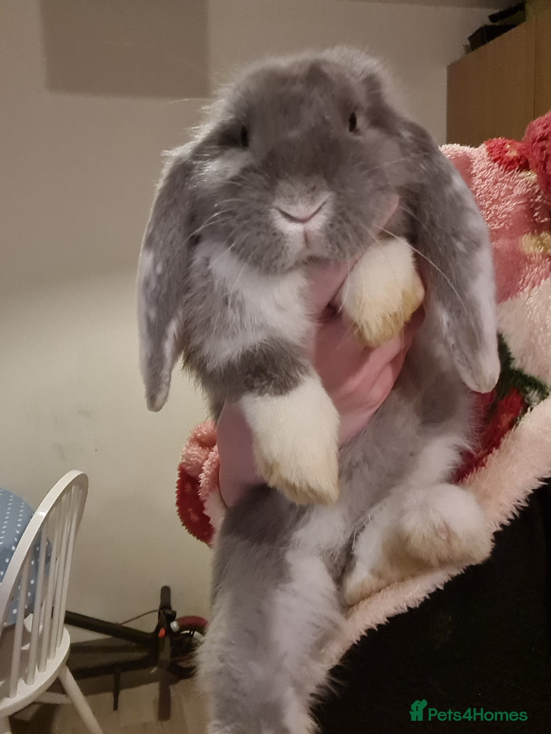 French Lop rabbits for sale: 14 week old French lops - Advert 2