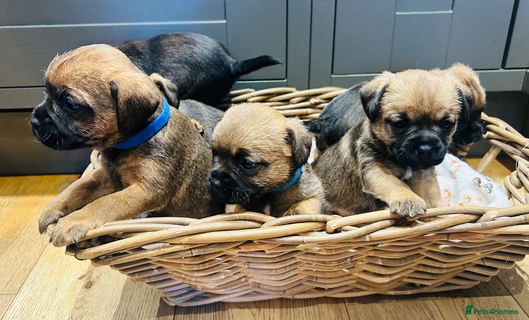Border Terrier dogs for sale: KC Registered & SLEM Clear Border Terriers - Advert 1