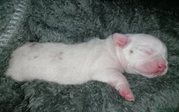 Mixed Breed dogs for sale: Bulldog x Mini Dachund - Image 11