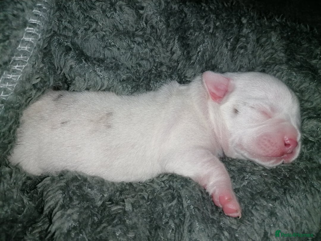 Mixed Breed dogs for sale: Bulldog x Mini Dachund - Image 11