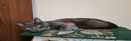 Mixed Breed cats for sale:  mix breed 3 girls  - Advert 13