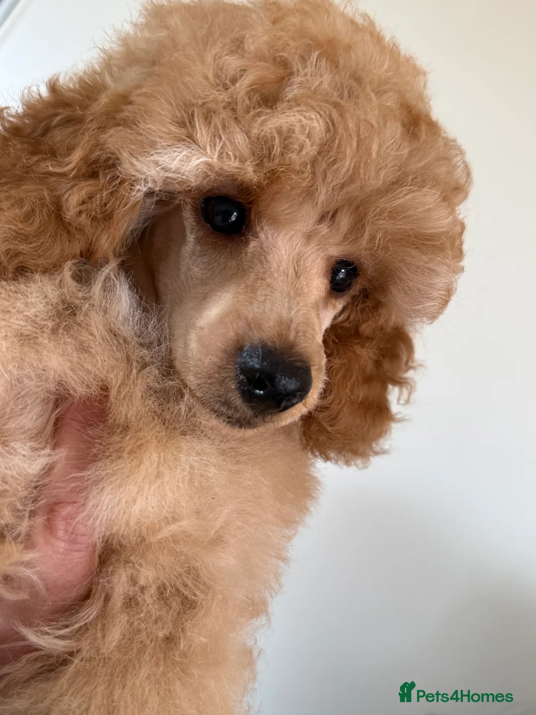 Toy Poodle dogs for sale: Kc reg toy poodles - Advert 2