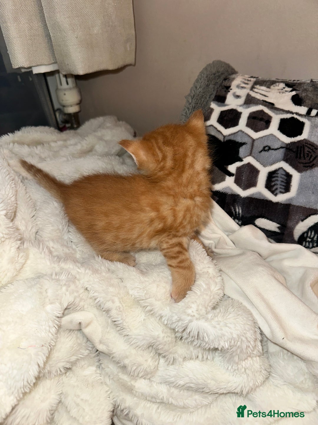 Maine Coon cats for sale: 5 MAINE COON X BABIES FOR SALE  - Advert 14