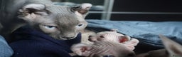 Sphynx cats for stud: Blue with white Elf for stud duty in Oldham - Advert 7