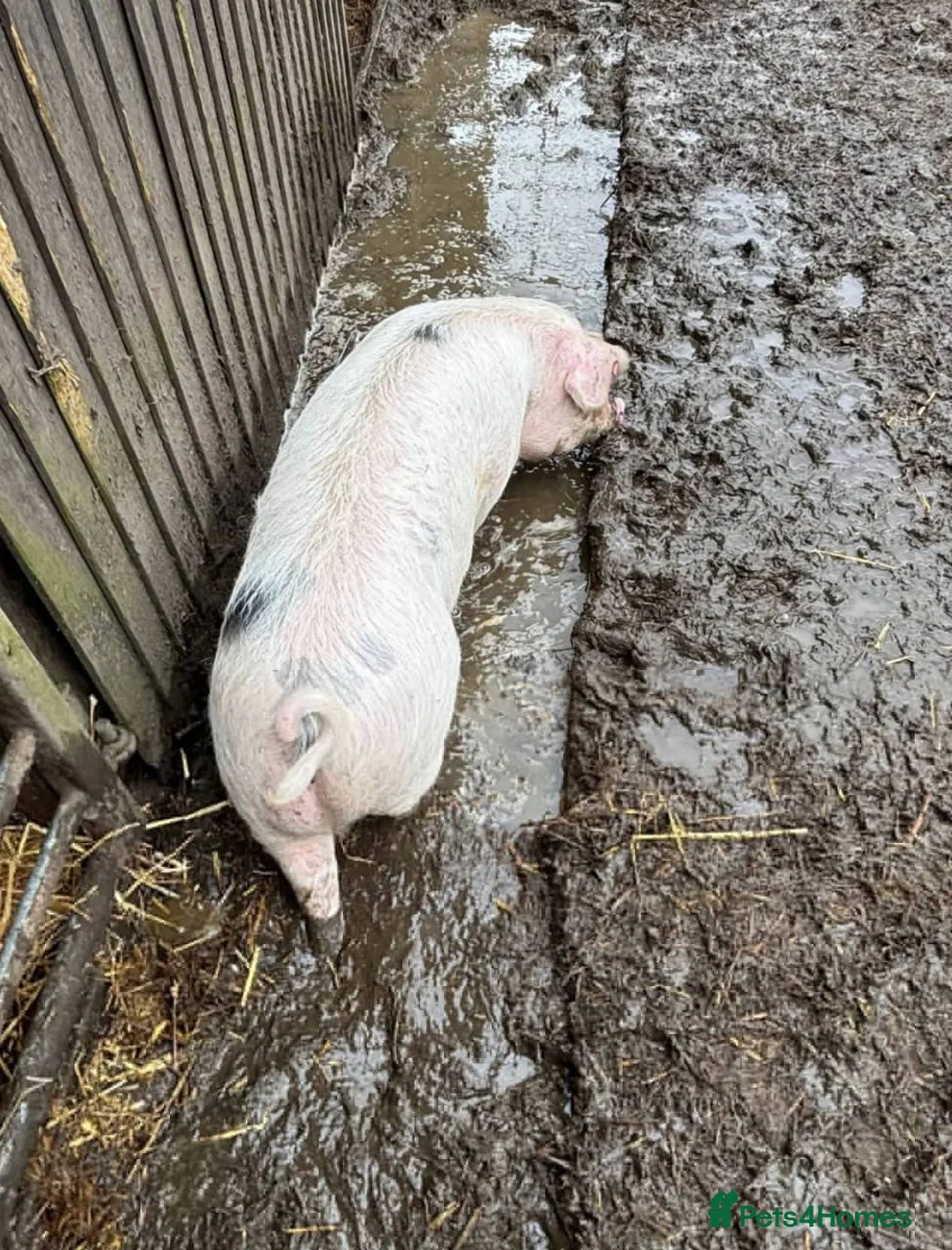 Pig livestock for sale: Pigs4life - Advert 3