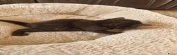 Domestic Shorthair cats for sale: Beautiful Domestic Shorthair Black Girl Kitten - Advert 2