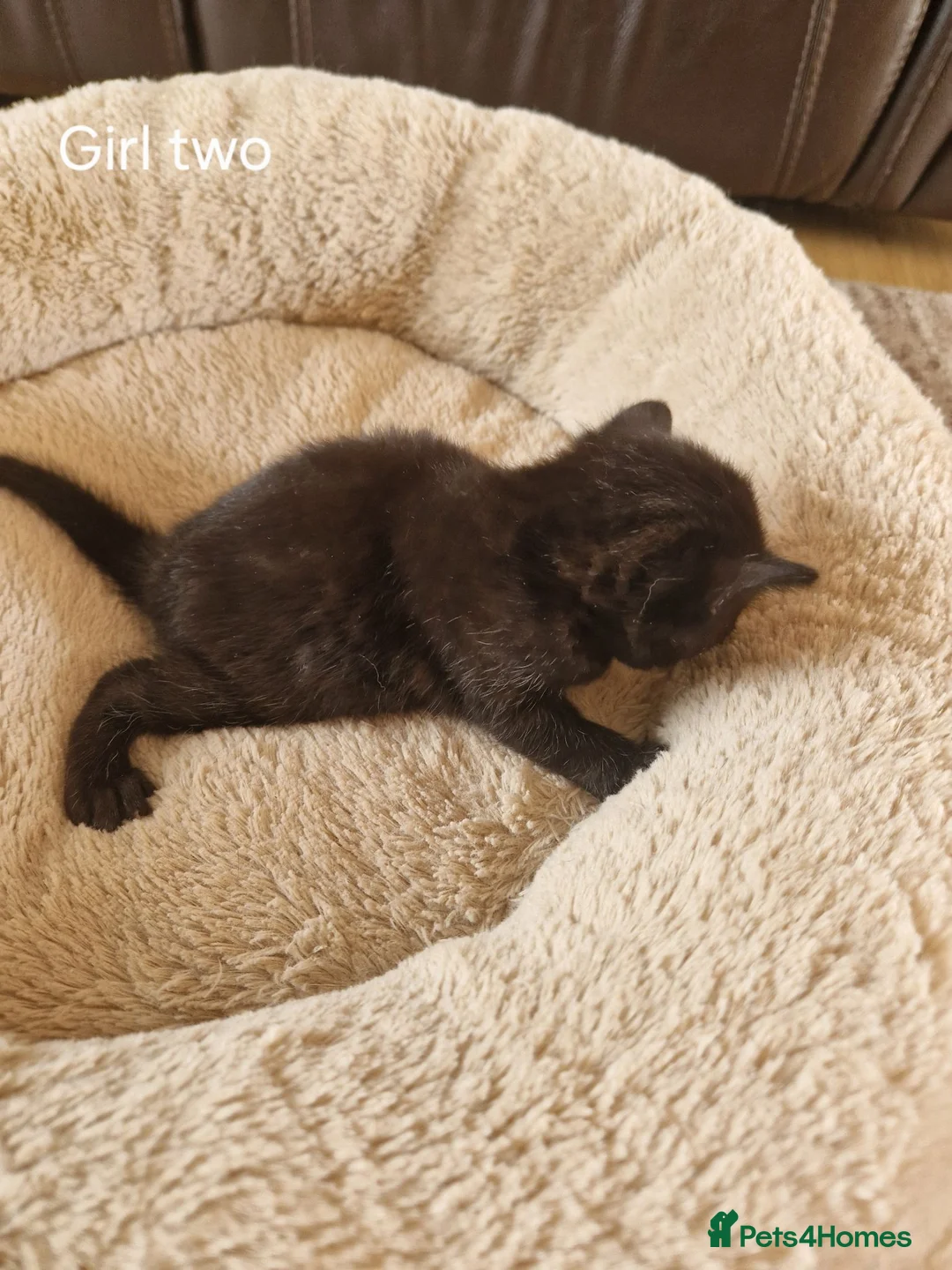 Domestic Shorthair cats for sale: Beautiful Domestic Shorthair Black Girl Kitten - Advert 2