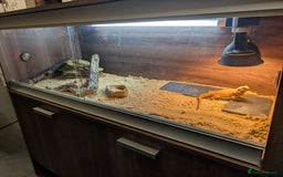 Bearded Dragon reptiles for sale: Baby bearded dragon with 4ft set up - Image 5