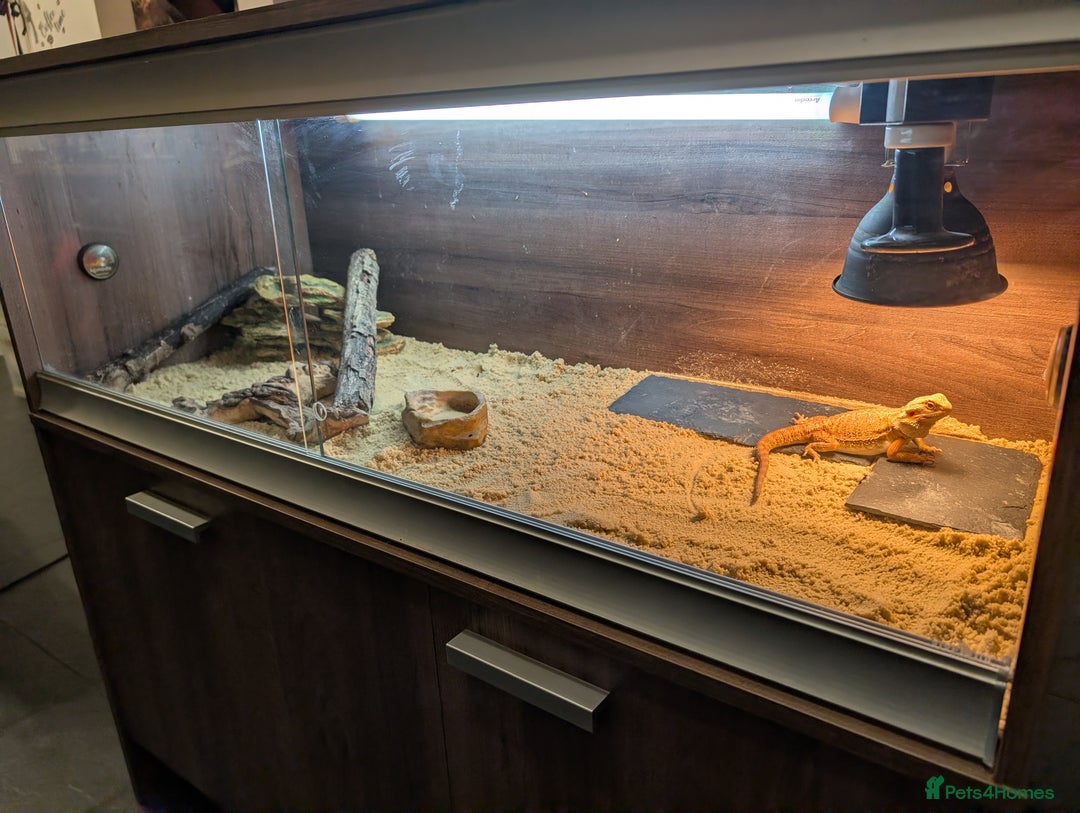 Bearded Dragon reptiles for sale: Baby bearded dragon with 4ft set up - Image 5