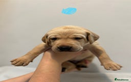 Labrador Retriever dogs for sale: Beautiful fox red puppies  - Image 29