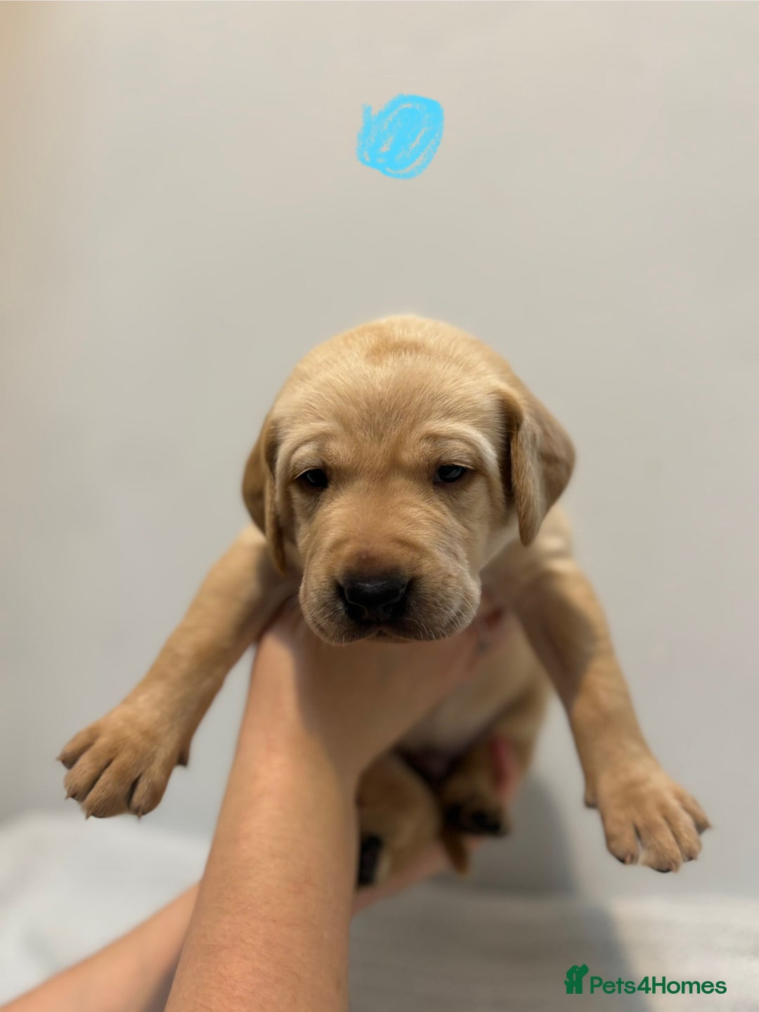 Labrador Retriever dogs for sale: Beautiful fox red puppies  - Image 29