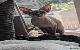 Sphynx cats for sale: Sphyx  - Image 3