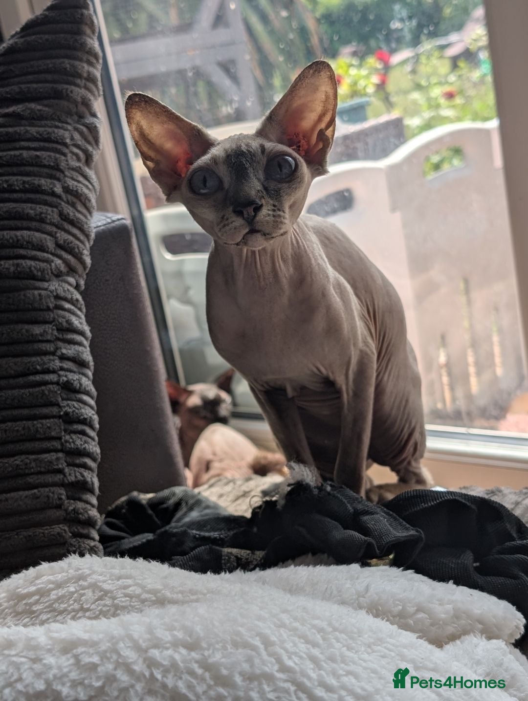 Sphynx cats for sale: Sphyx  - Image 3