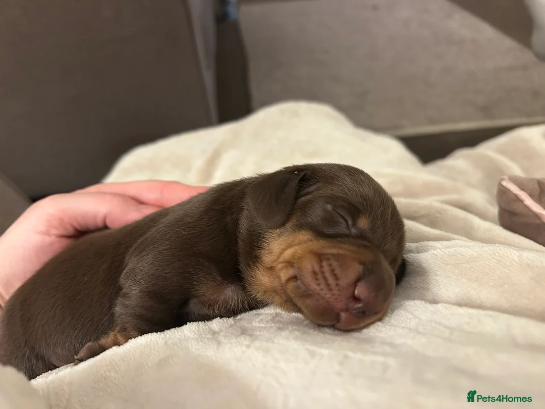 Miniature Dachshund dogs for sale: Stunning litter of Miniature Dachshund Puppies  - Advert 9