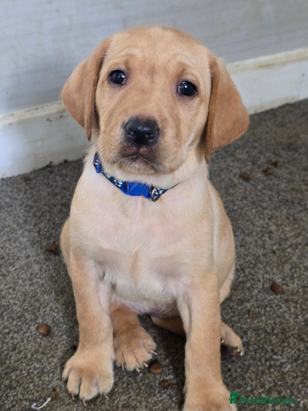 Labrador Retriever dogs for sale: Gorgeous Labrador Puppies 🐶  - Image 3