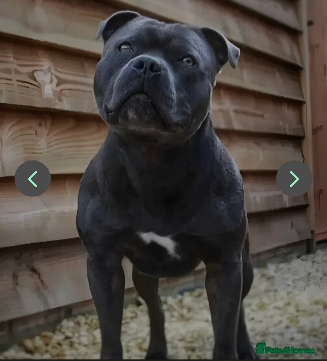 Staffordshire Bull Terrier dogs for sale: KC Reg Staffordshire Bull terrier puppies  - Advert 2