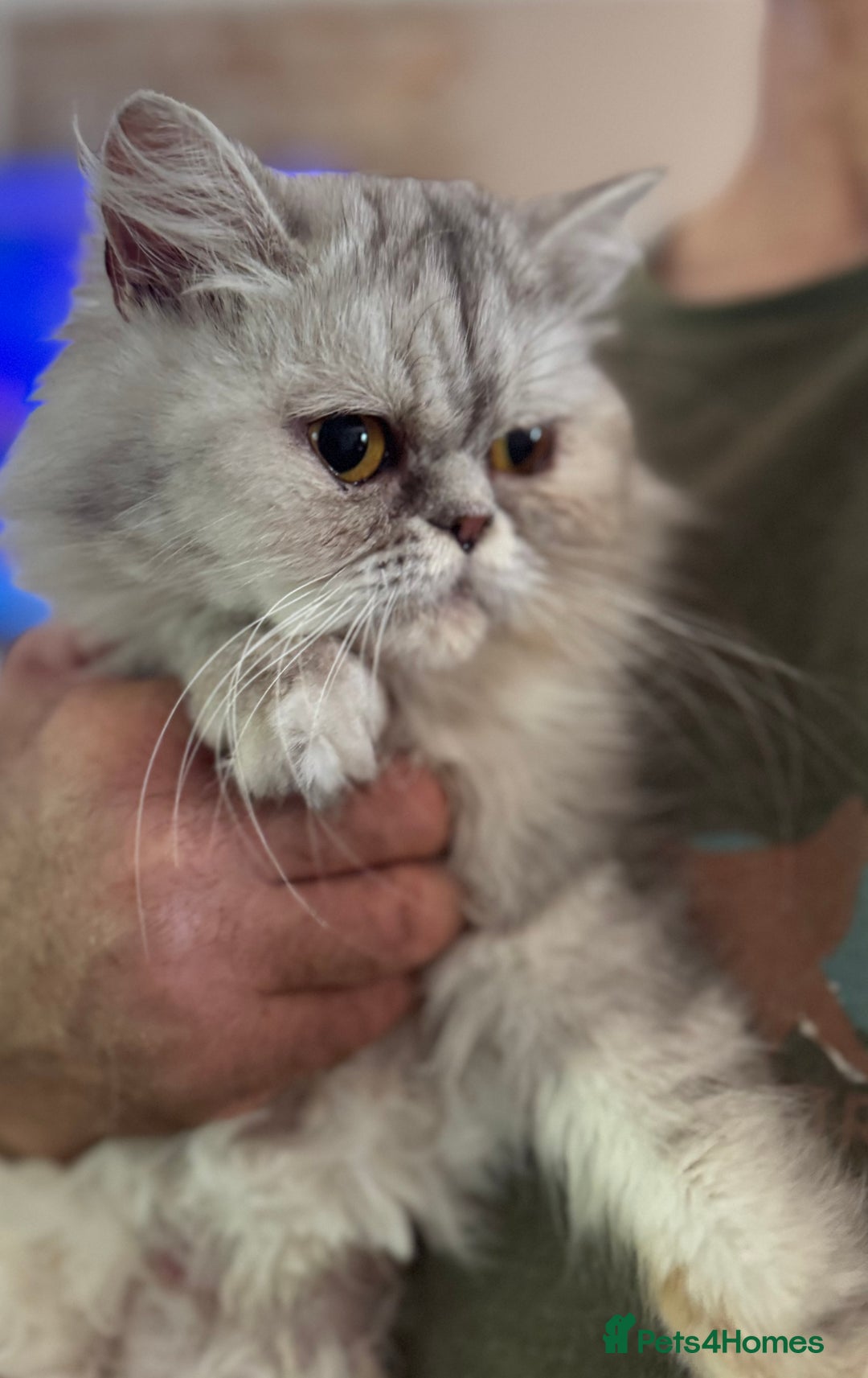Exotic cats for sale: Superb Exotic Chinchilla kittens - Health tested  - Image 19