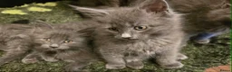 Maine Coon cats for sale: GCCF Blue Maine Coon litter  - Advert 12