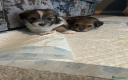 Chorkie dogs for sale: Outstanding chorkie puppies  - Image 7